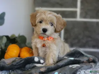 Maltipoo dogs Mochi - Ad 1