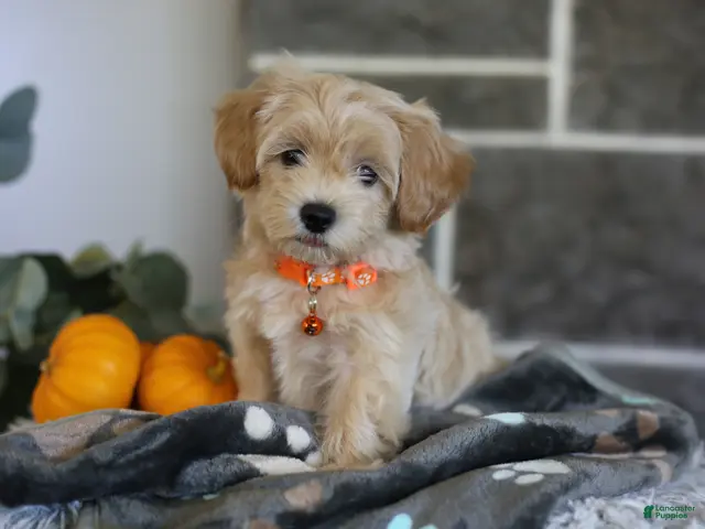 Maltipoo dogs for sale: Mochi - Ad 1