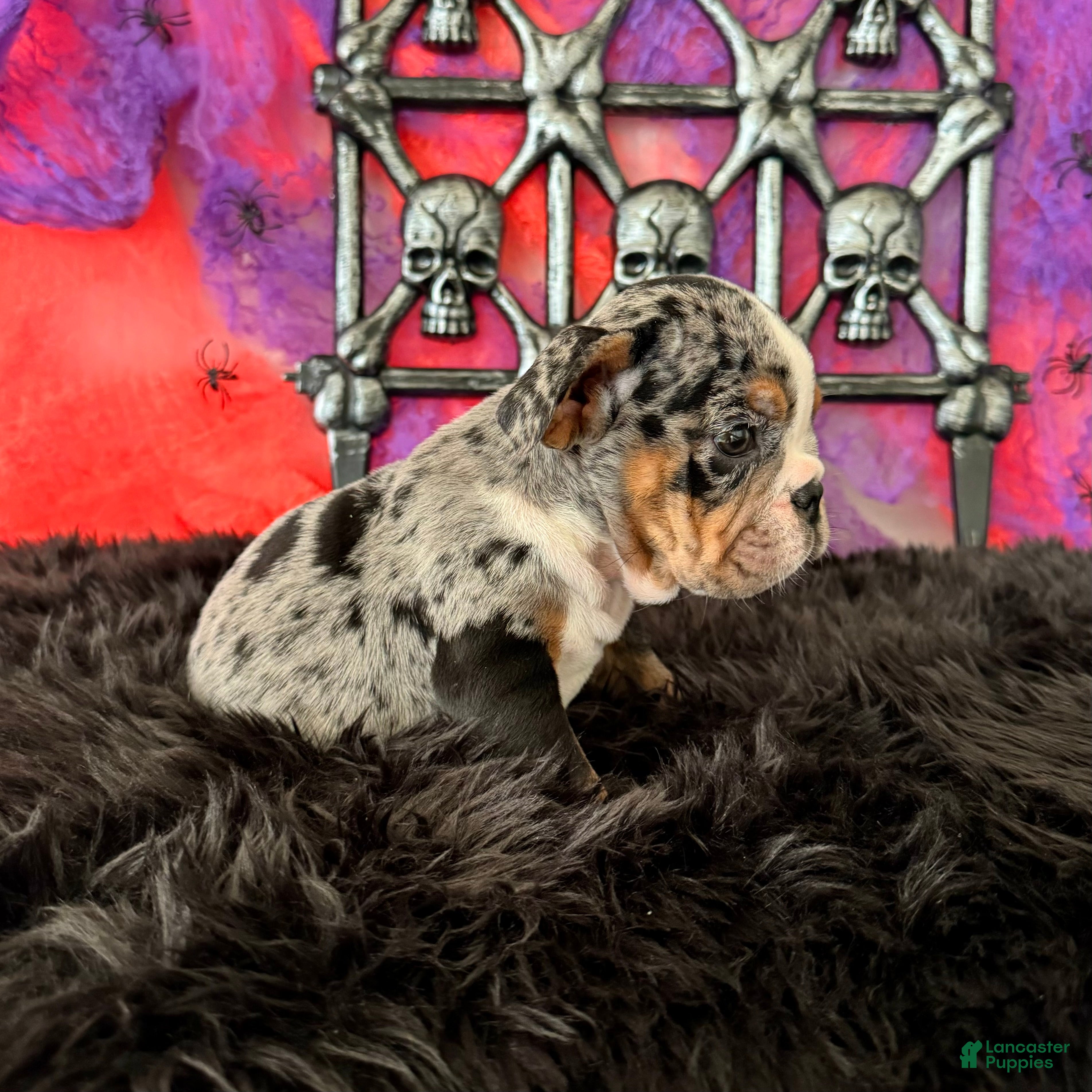 English Bulldog dogs for sale: Lola - Ad 2