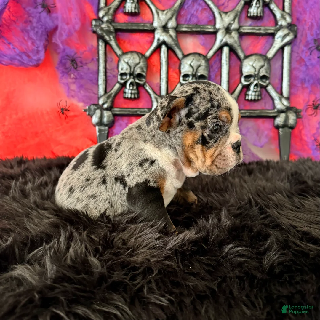 English Bulldog dogs for sale: Lola - Ad 2