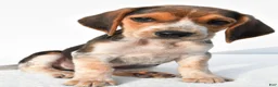 Beagle dogs for sale: Allen - Ad 5