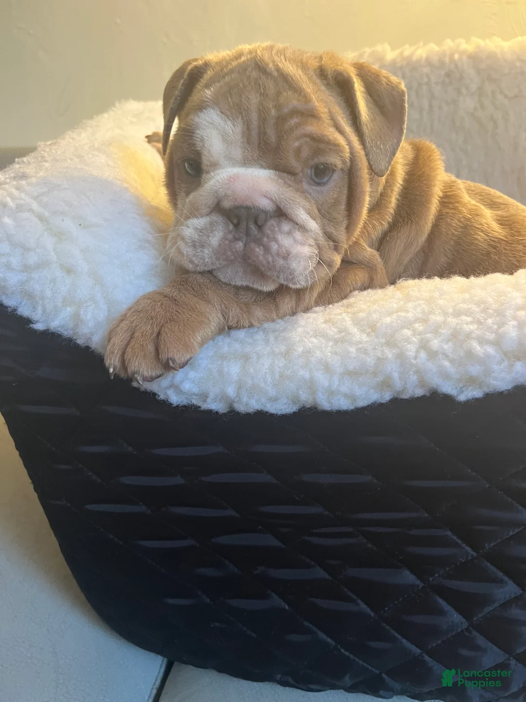 English Bulldog dogs for sale: English Bulldog Puppy 6 - Ad 2