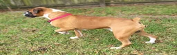 Boxer dogs for sale: DAYELA - Ad 11