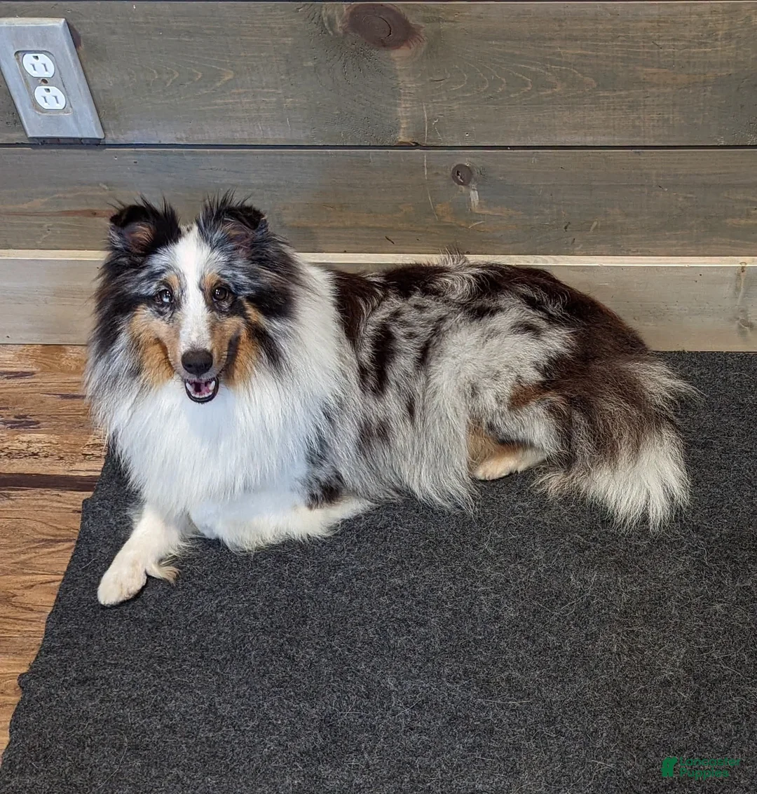 Shetland Sheepdog dogs for sale: Tucker - Ad 18