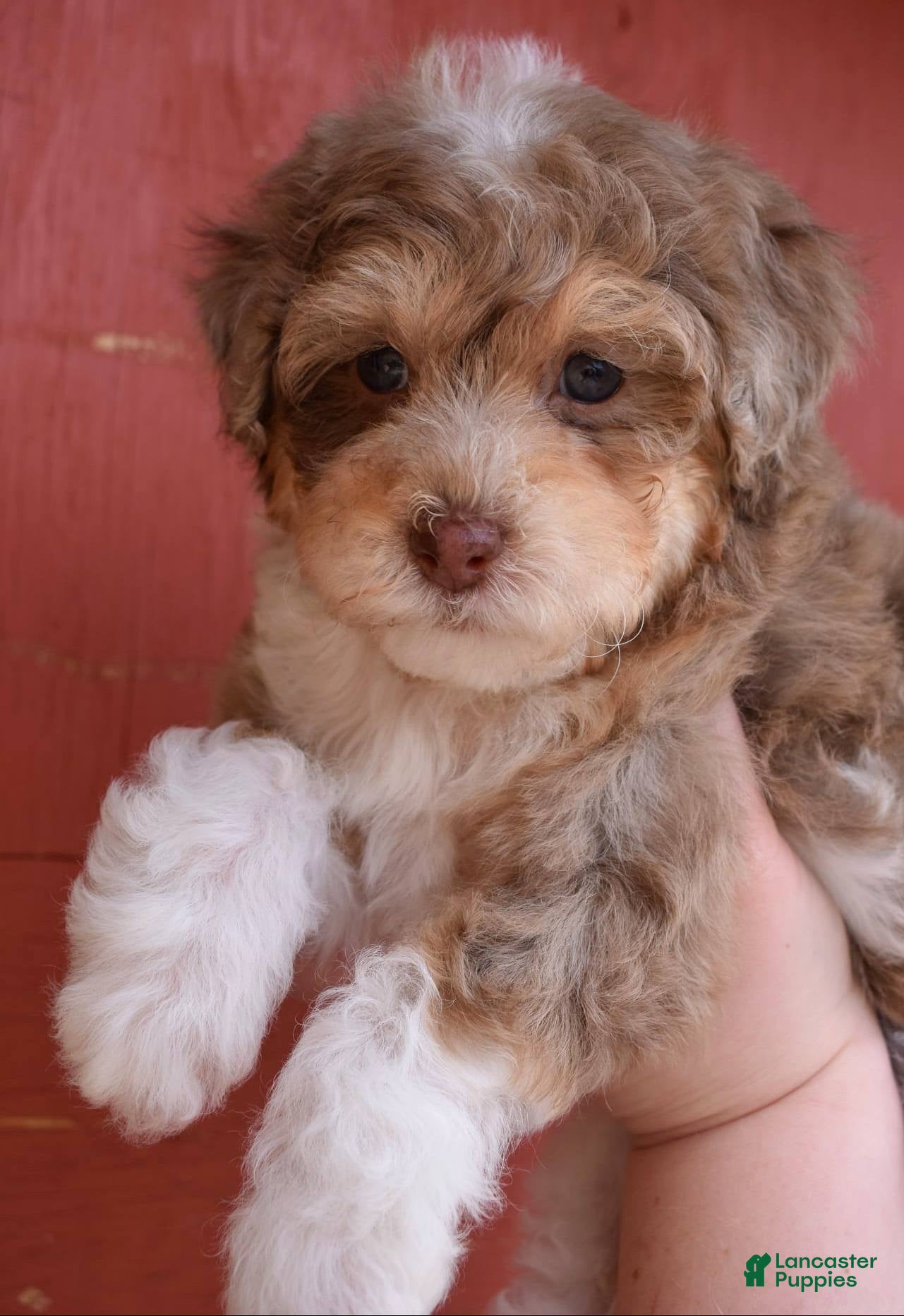 Miniature Poodle dogs Aurora - AKC Mini Poodle - Ad 4