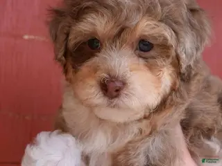 Miniature Poodle dogs Aurora - AKC Mini Poodle - Ad 4