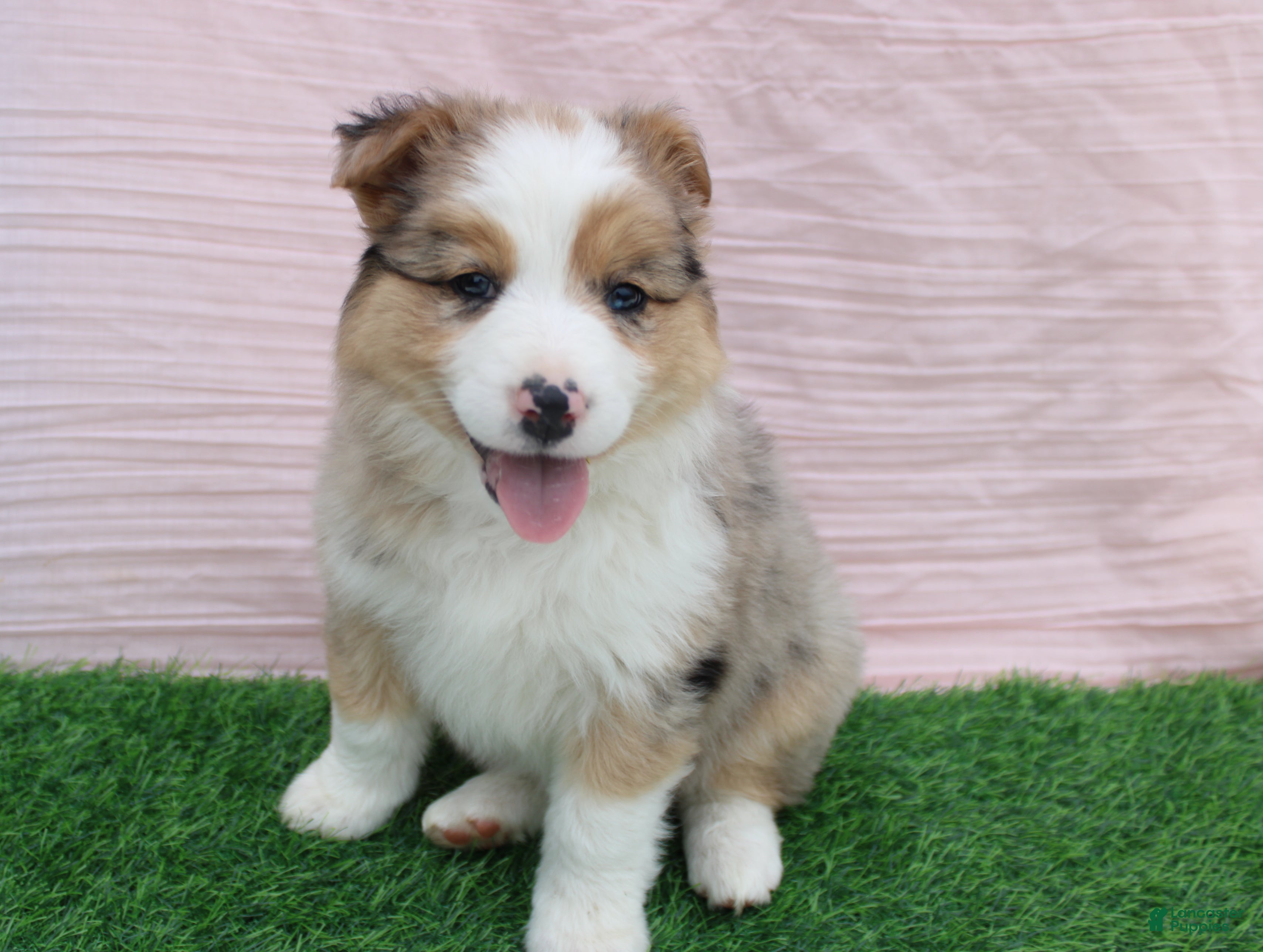 Australian Shepherd dogs Emma - Ad 2
