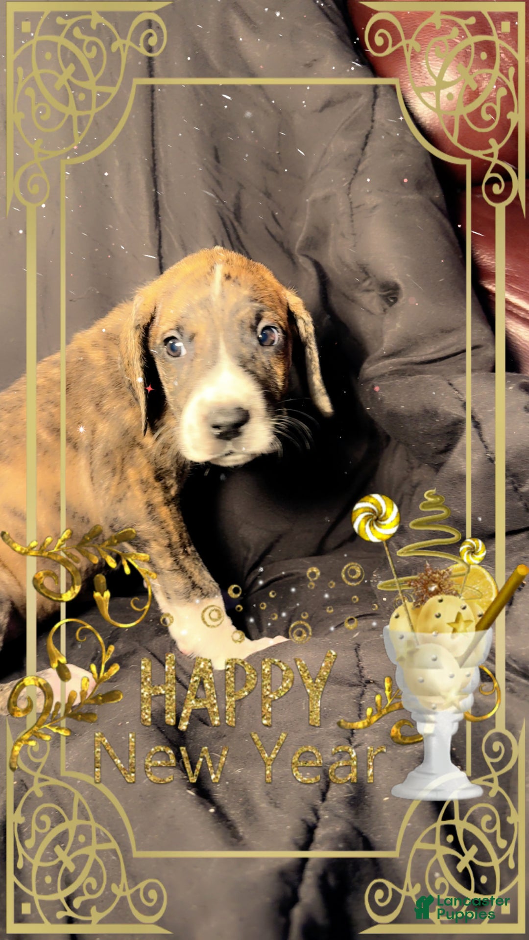 Great Dane dogs for sale: Izzy - Ad 4