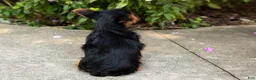 Yorkshire Terrier dogs for sale: Stacey  - Ad 4