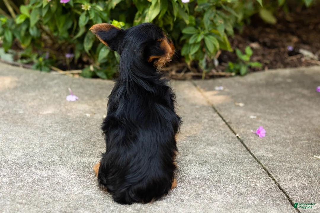 Yorkshire Terrier dogs for sale: Stacey  - Ad 4