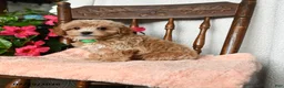 Maltipoo dogs for sale: Scott - Ad 5