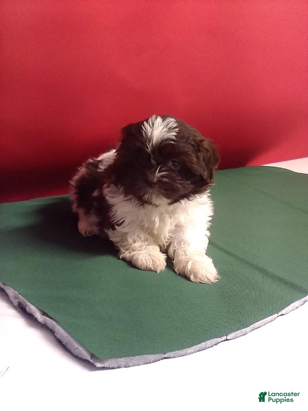Shih Tzu dogs for sale: Samantha - Ad 1