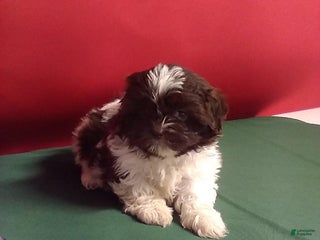 Shih Tzu dogs Samantha - Ad 13