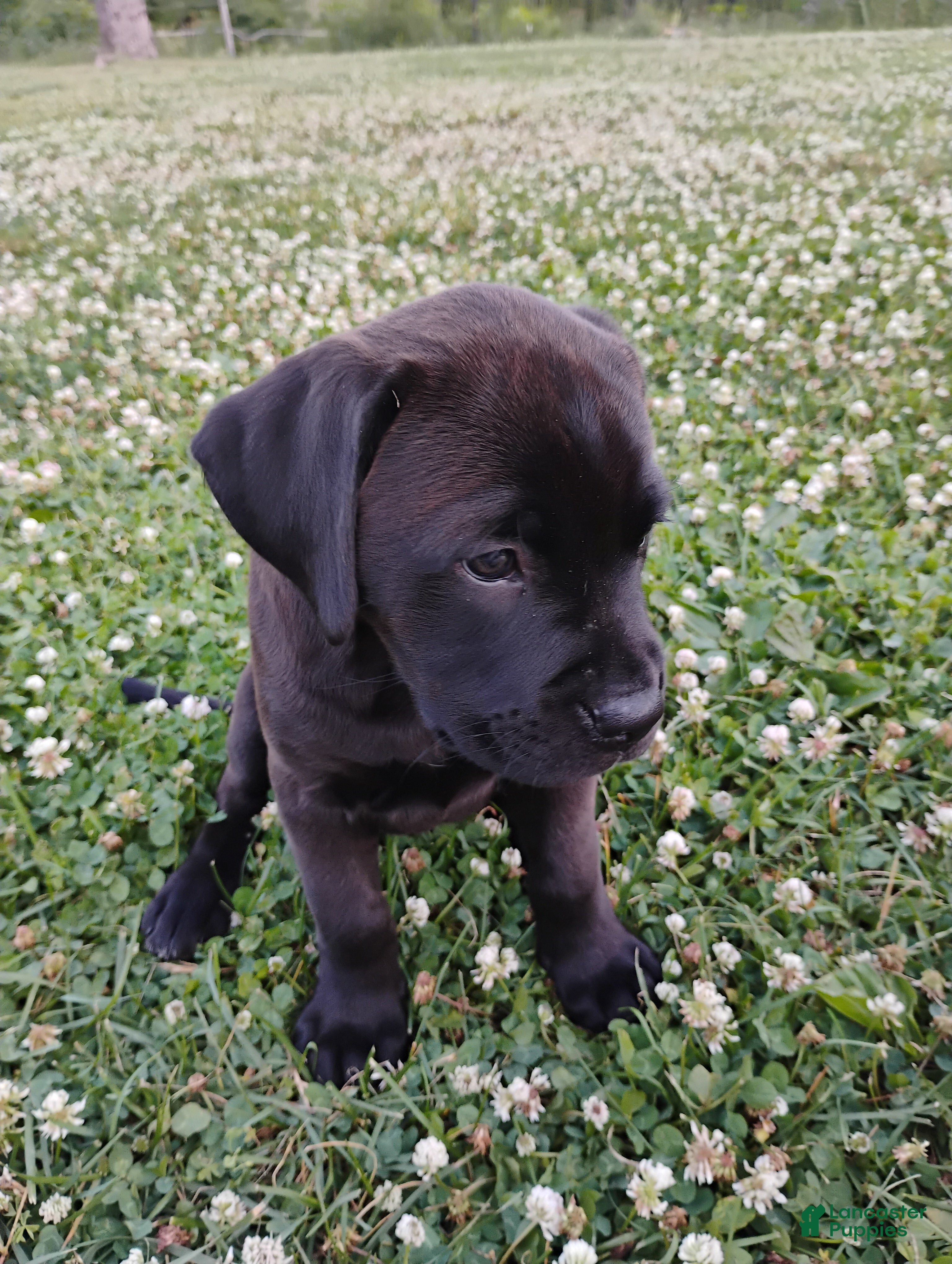 Mixed Breed dogs Cheddar - Ad 10