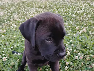 Mixed Breed dogs Cheddar - Ad 10