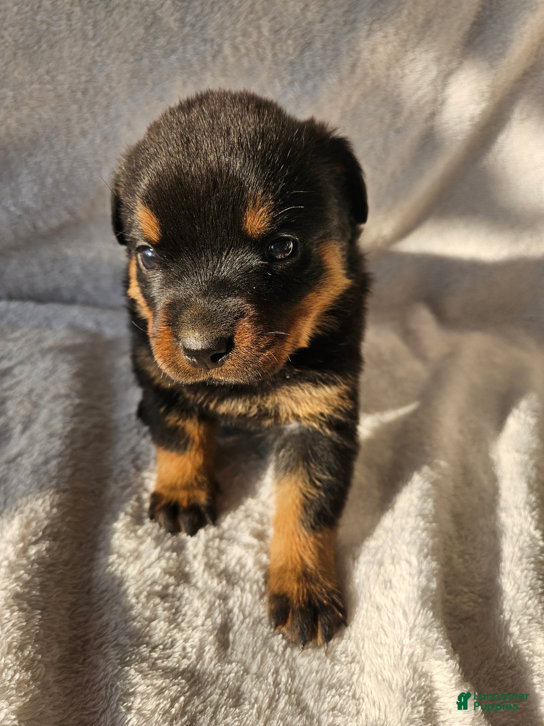 Rottweiler dogs for sale: Cleo - Ad 2