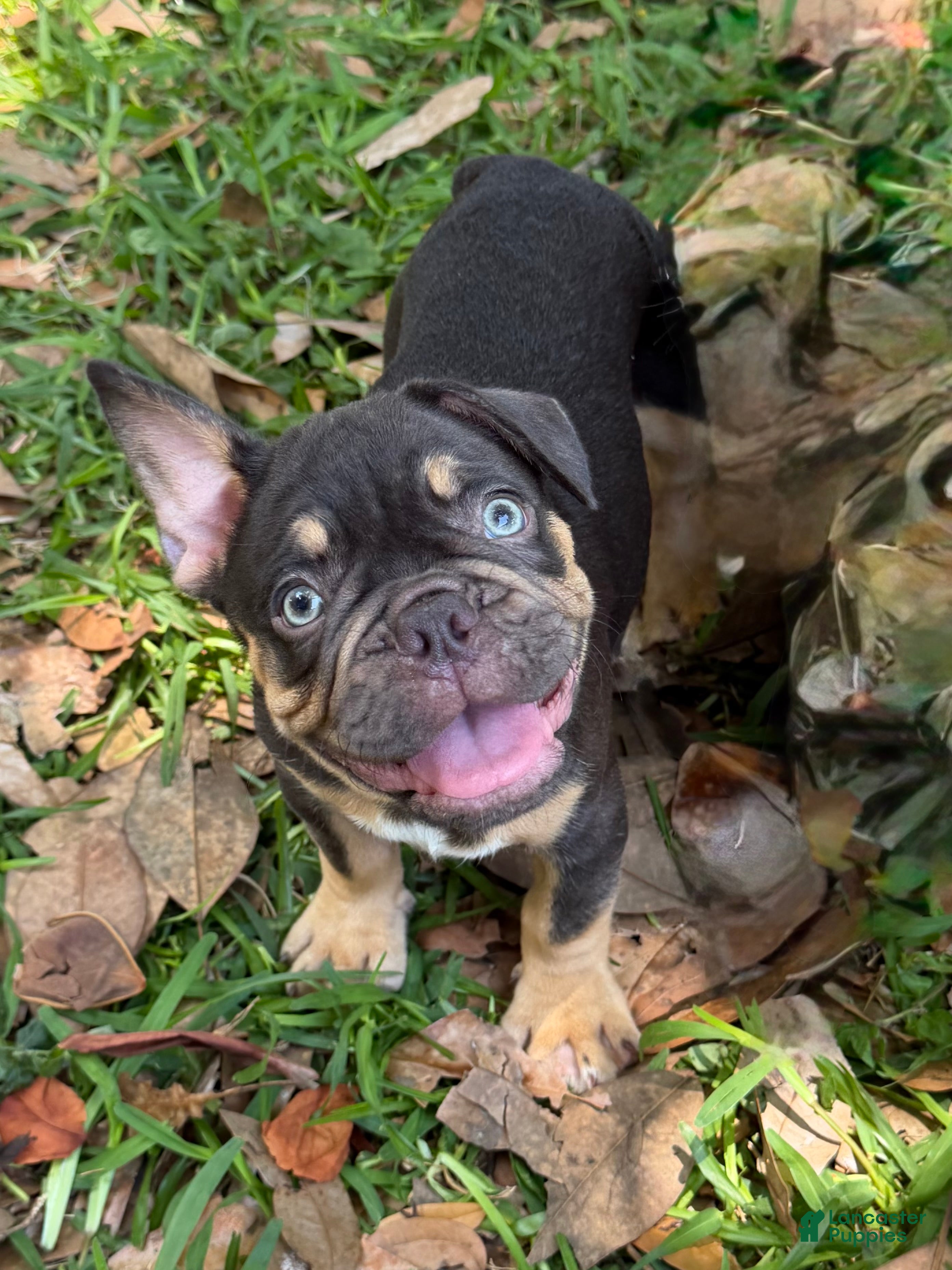 French Bulldog dogs Gunner Chocolate Tri  - Ad 1