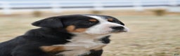 Greater Swiss Mountain Dog dogs for sale: Eve - Ad 3