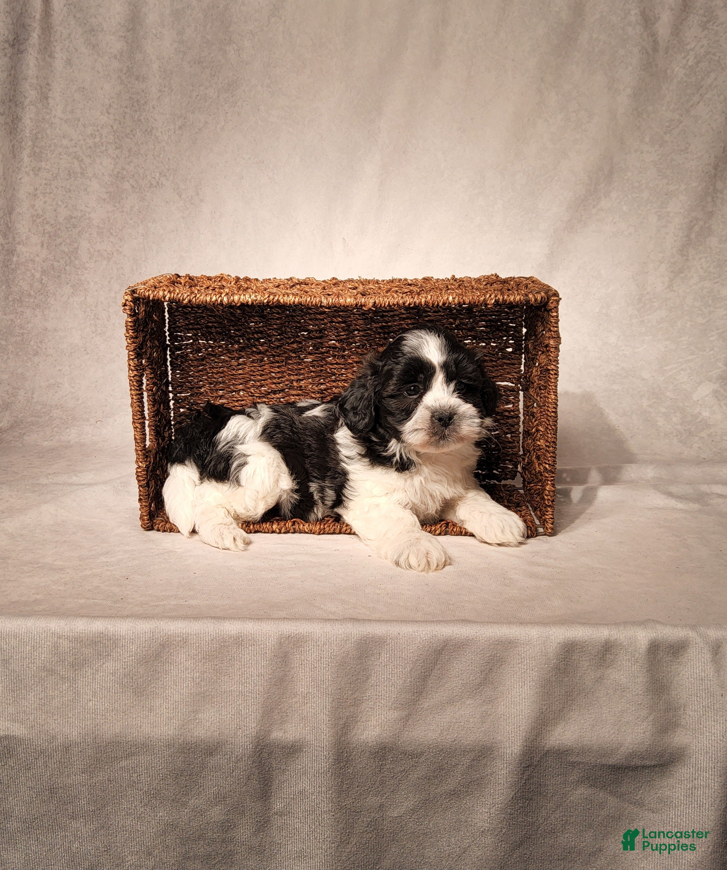 Shih Tzu dogs Riley - Ad 1