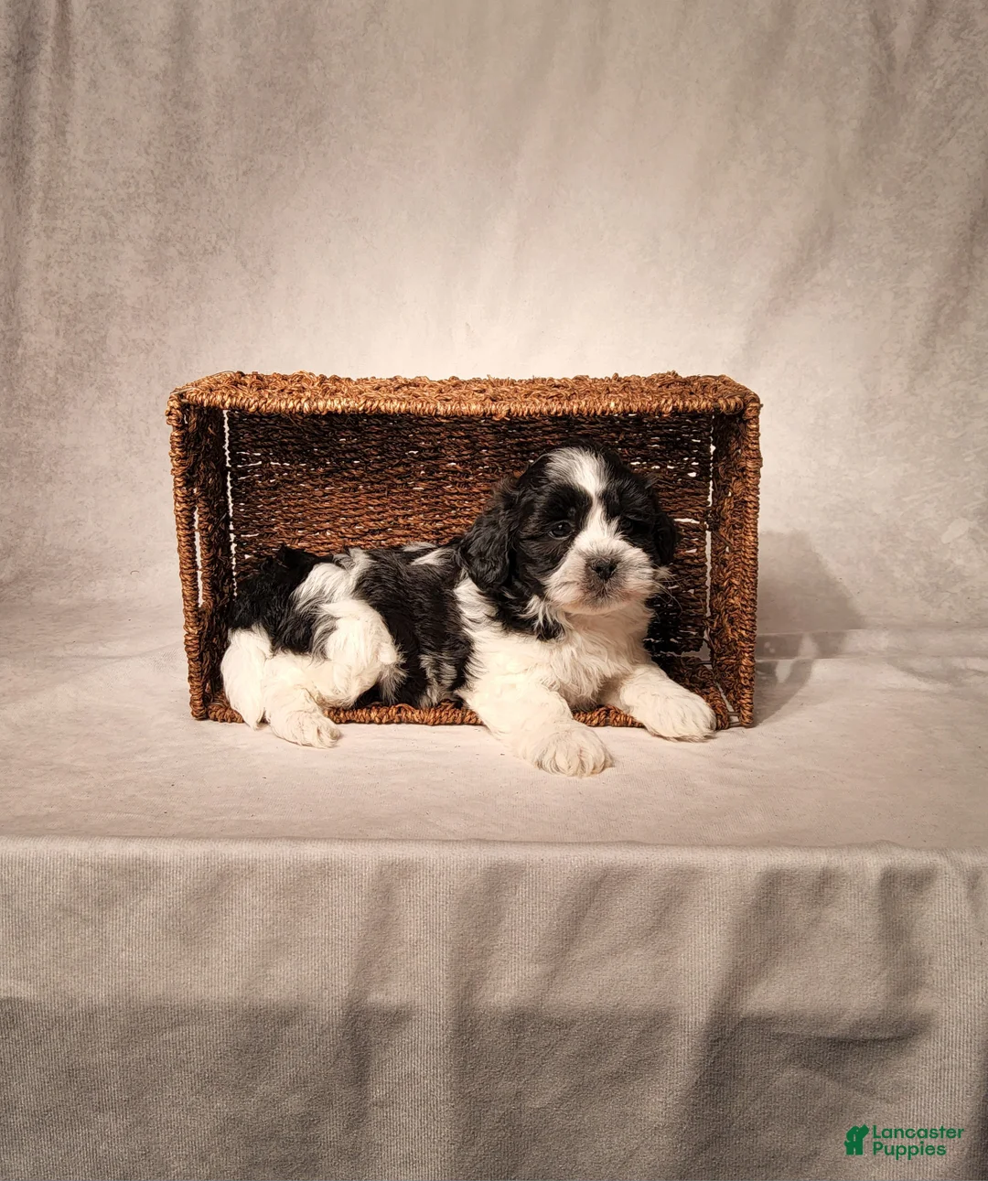 Shih Tzu dogs for sale: Riley - Ad 1