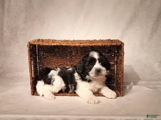 Shih Tzu dogs for sale: Riley - Ad 4