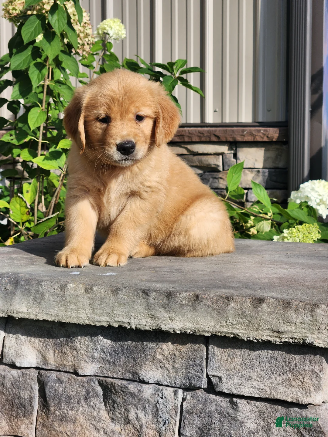 Golden Retriever dogs for sale: Charlotte - Ad 1