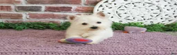 West Highland Terrier dogs for sale: Bonnie - Ad 3