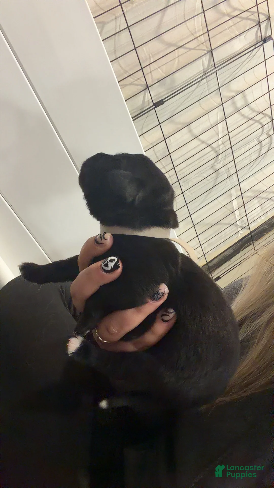 Mixed Breed dogs for sale: Prancer  - Ad 2