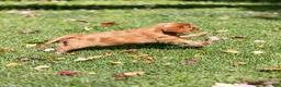 Cavalier King Charles Spaniel dogs for sale: Nutmeg - Ad 4