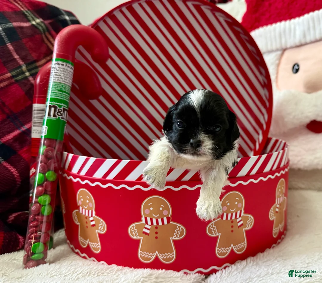 Shihpoo dogs for sale: Boq  - Ad 6