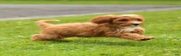 Cavapoo dogs for sale: Happy Cavapoo  - Ad 10