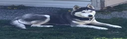 Siberian Husky dogs for sale: Bryce - Ad 13