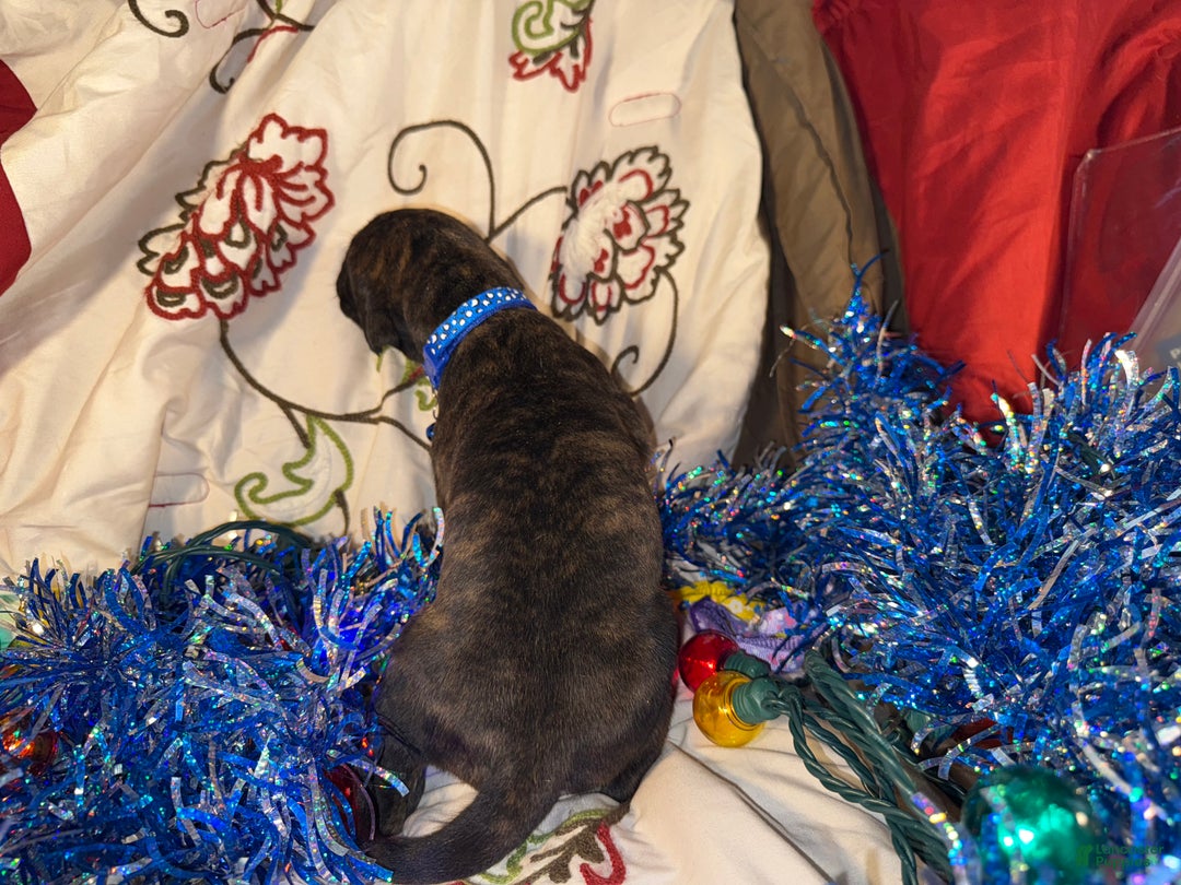 Great Dane dogs for sale: Mylar - Ad 12