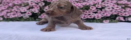 Miniature Dachshund dogs for sale: Kona - Ad 5