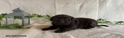 Labrador Retriever dogs for sale: Reeses - Ad 1