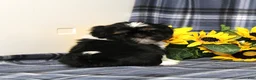 Shih Tzu dogs for sale: Buster - Ad 5