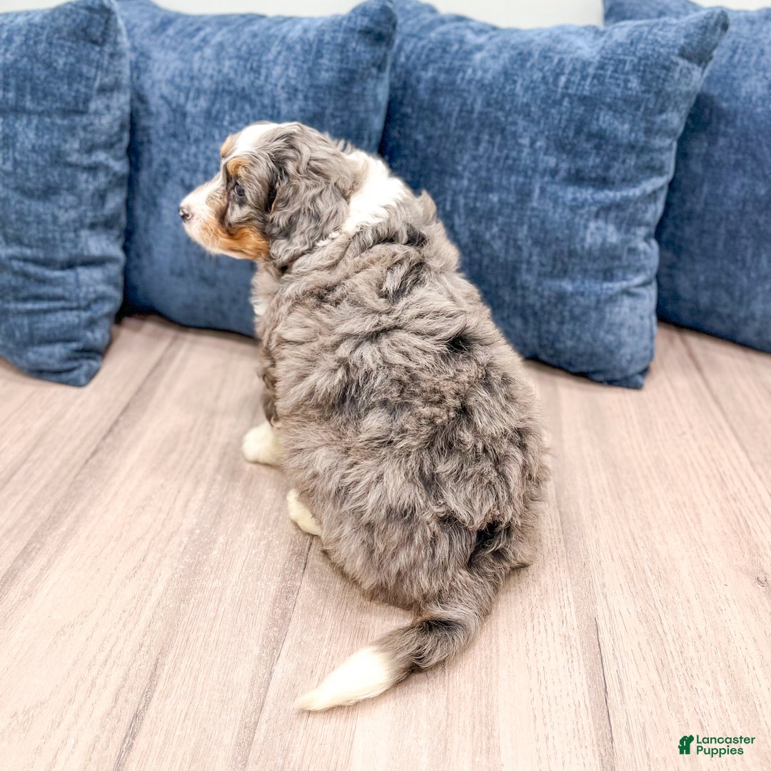 Mini Bernedoodle dogs for sale: Rocket - Ad 5