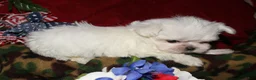 Maltese dogs for sale: Noah - Ad 5