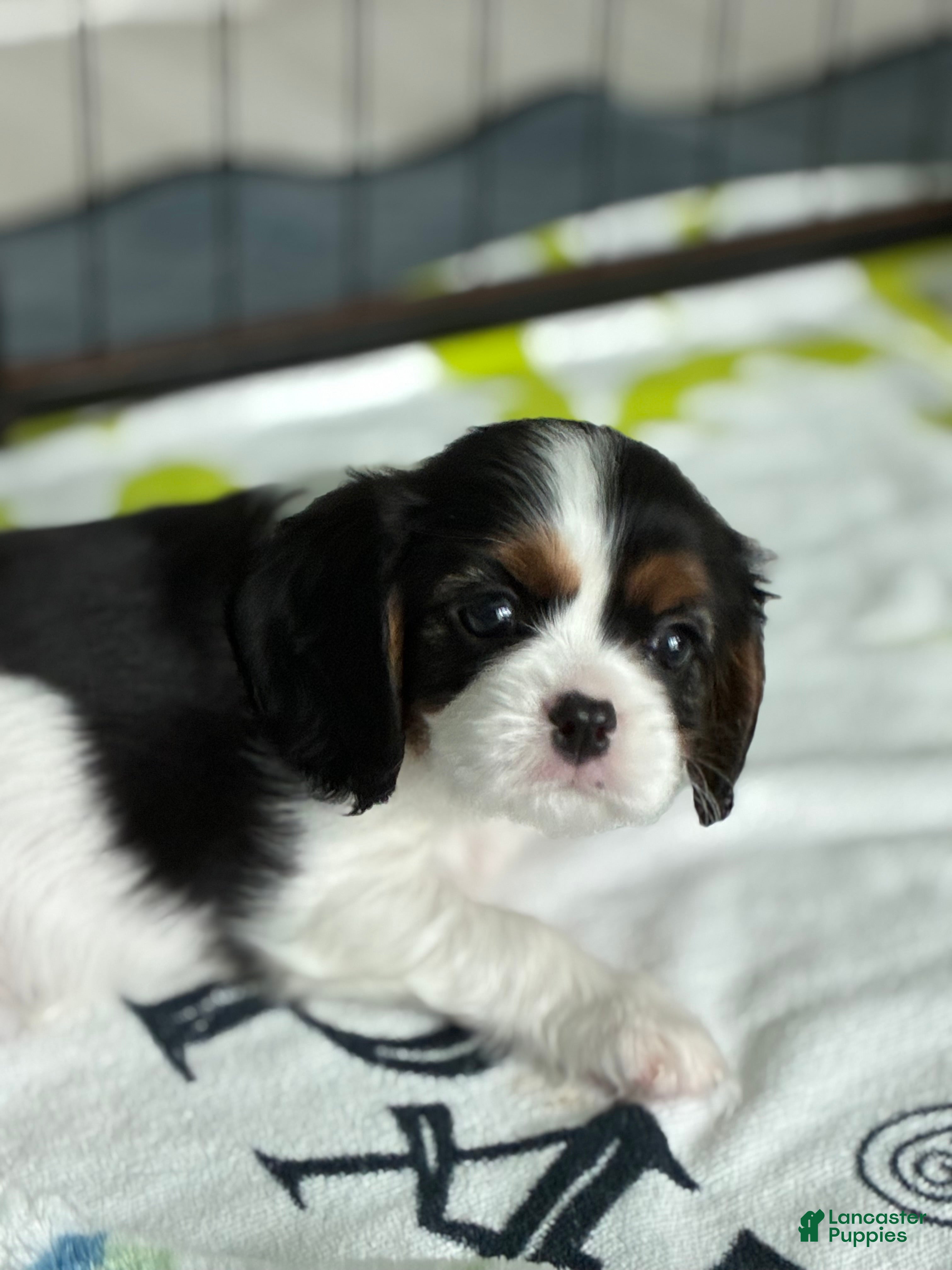 Cavalier King Charles Spaniel dogs Bambi - Ad 1