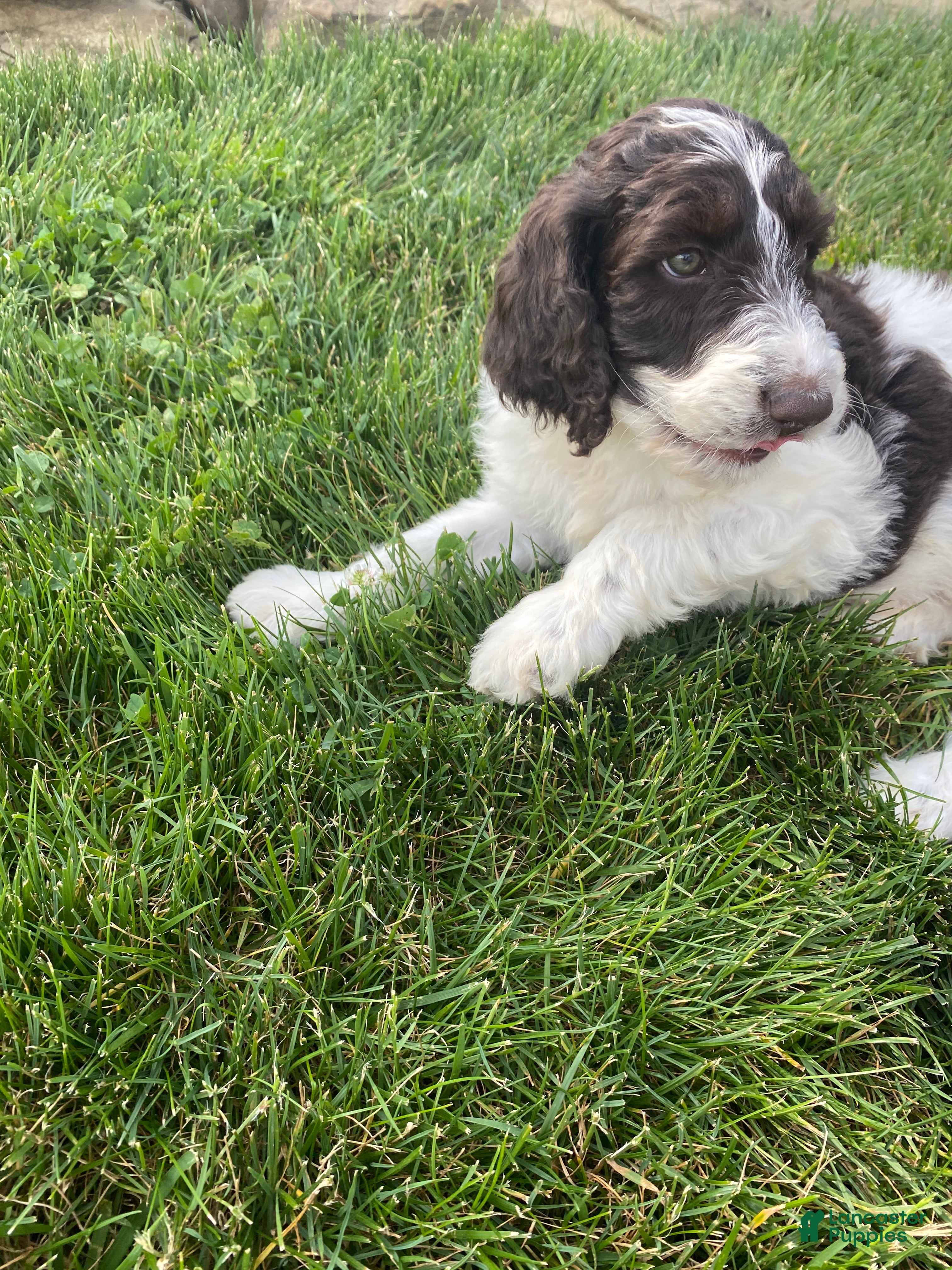 Labradoodle dogs  F1bb Baxter - Ad 2