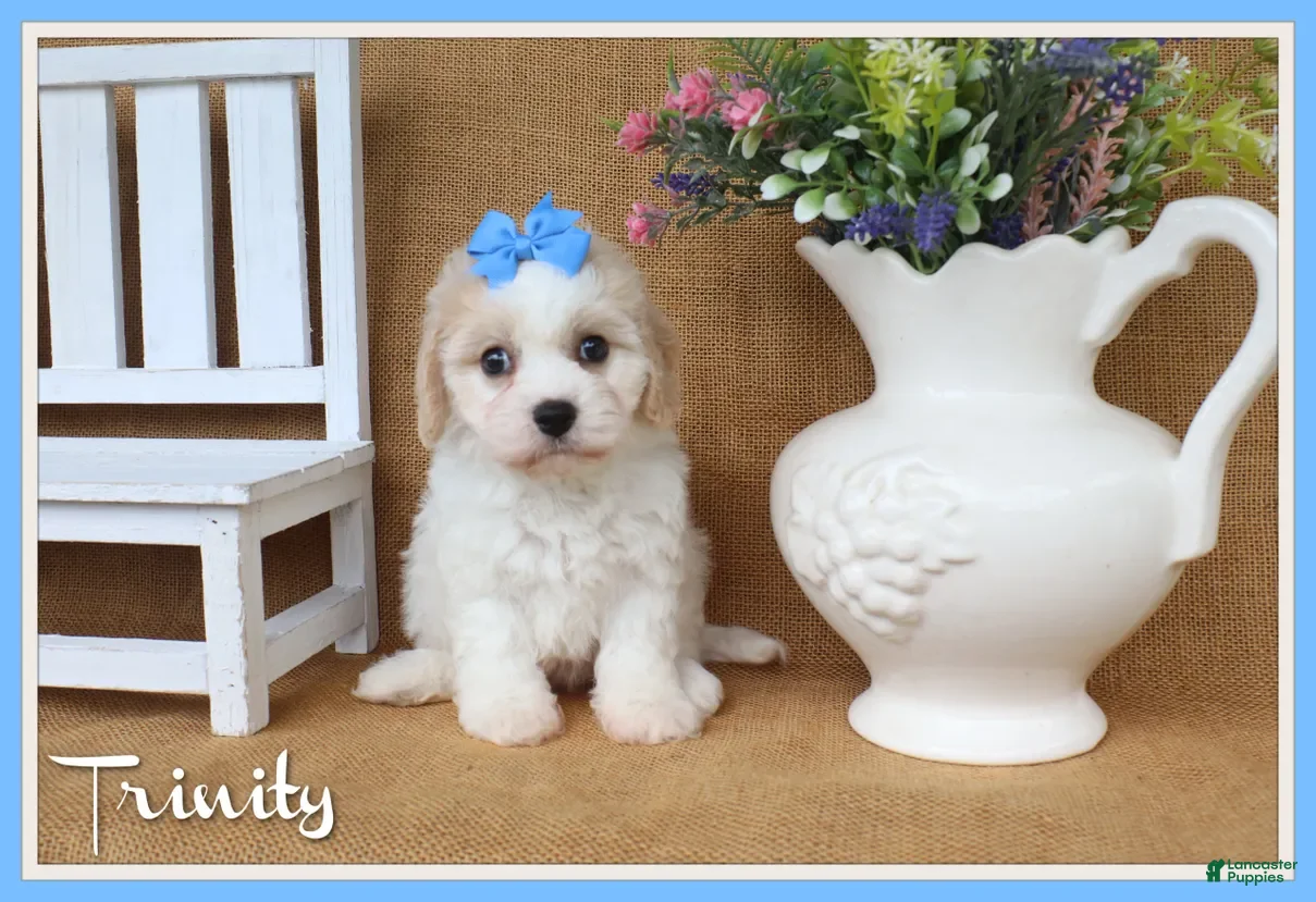 Cavachon dogs Trinity - Ad 1