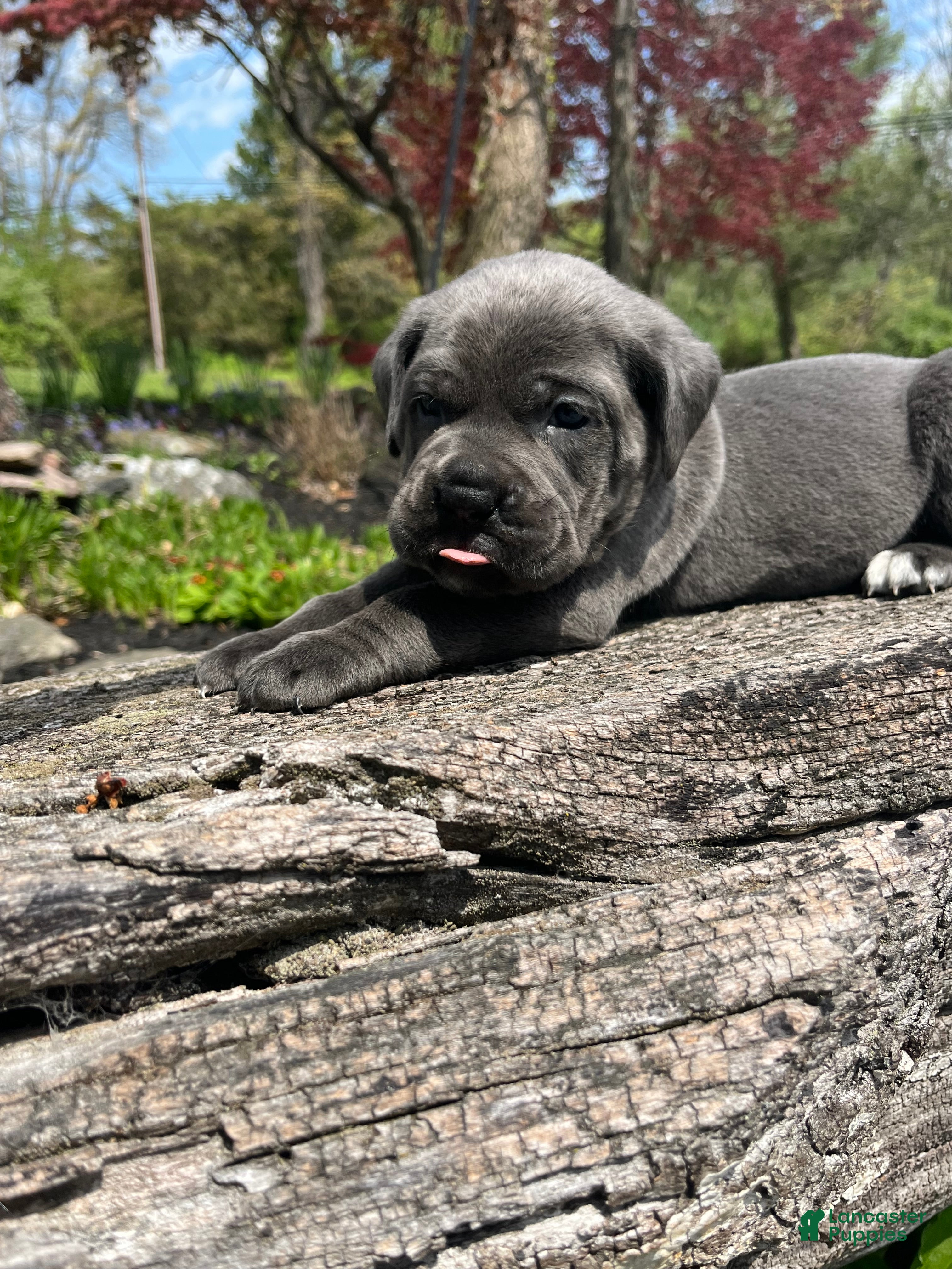 Cane Corso dogs Ivy  - Ad 1
