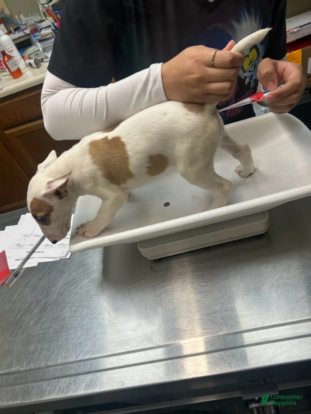 Bull Terrier dogs for sale: Bull Terrier Female - Ad 1