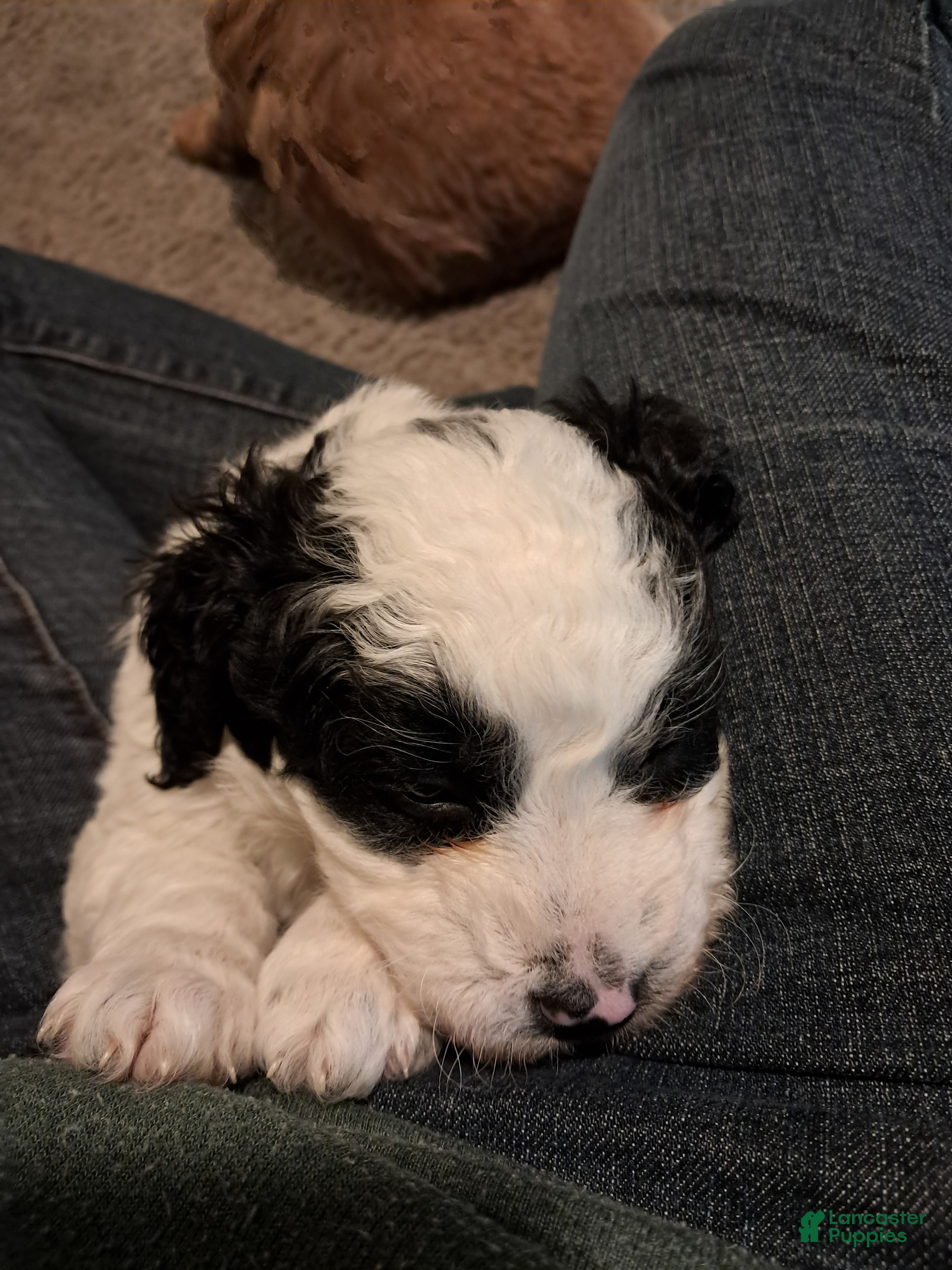 Double Doodle dogs Evie - Ad 1