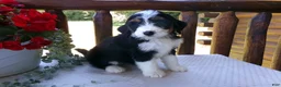 Mini Bernedoodle dogs for sale: Butter Cup - Ad 7