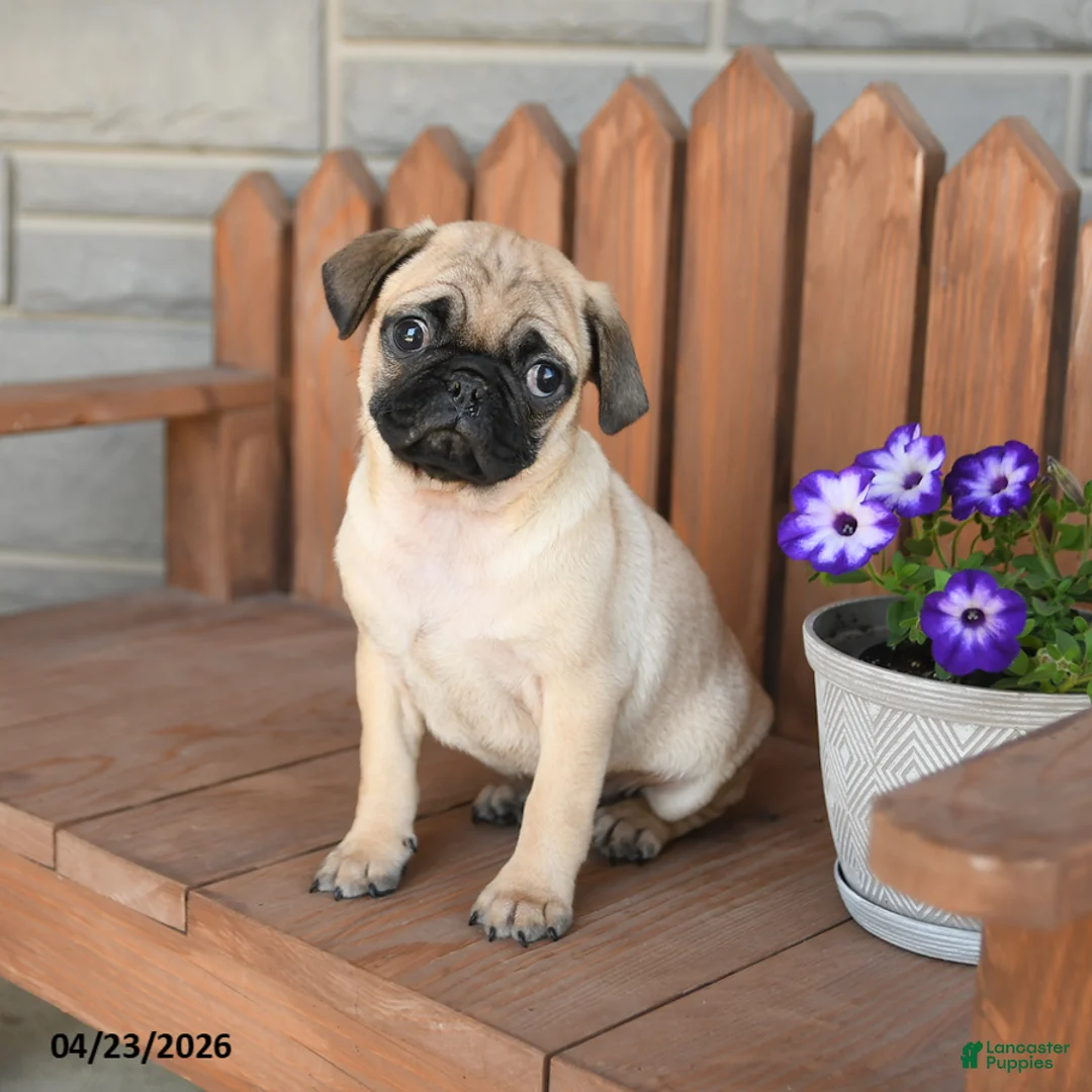 Pug dogs for sale: Asher - Ad 3