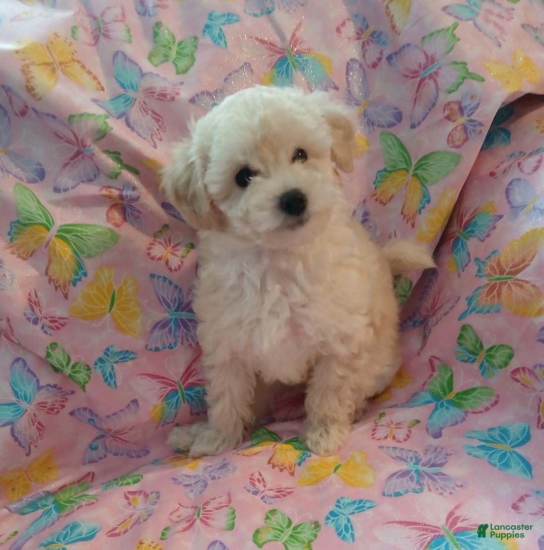 Toy Poodle dogs White female puppy! - Ad 1