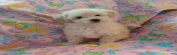 Toy Poodle dogs for sale: White female puppy! - Ad 1