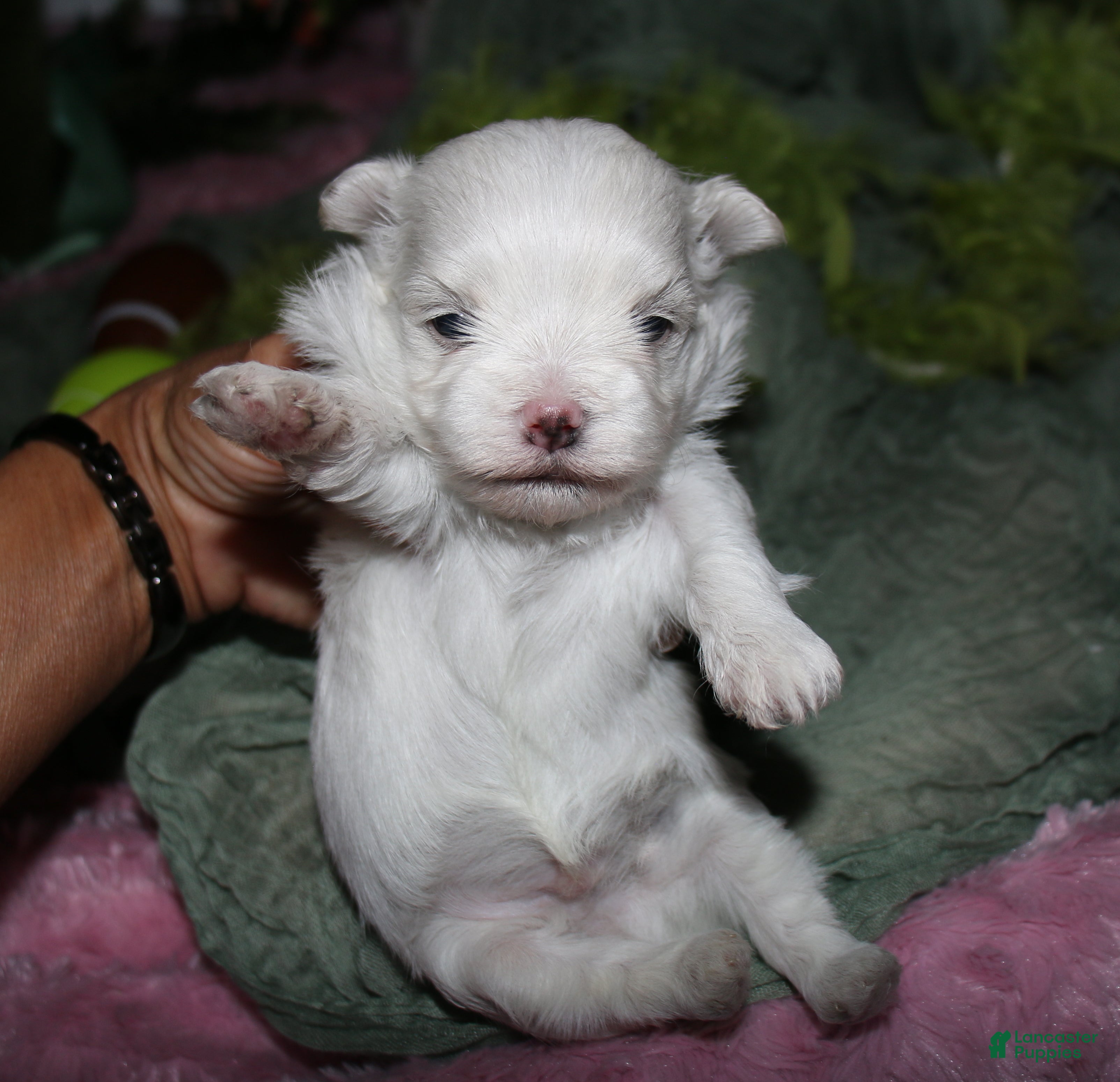 Maltese dogs for sale: Bruiser - Ad 1