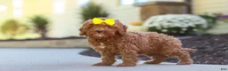 Cockapoo dogs for sale: Willow - Ad 22